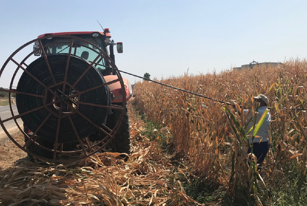 SE INICIA LA RECOLECCIÓN DEL MAIZ