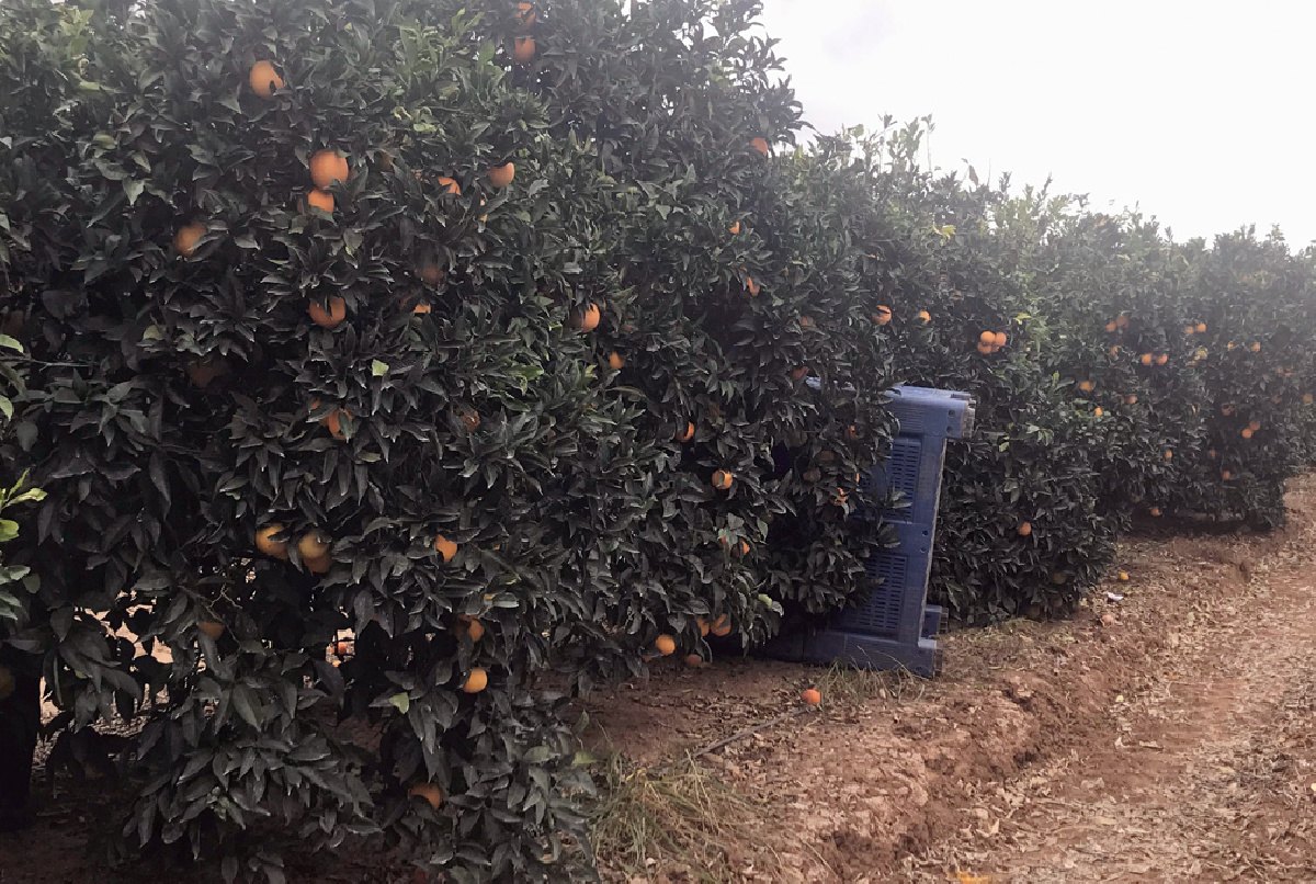 COMIENZA LA RECOLECCIÓN DE CÍTRICOS EN EL VALLE INFERIOR