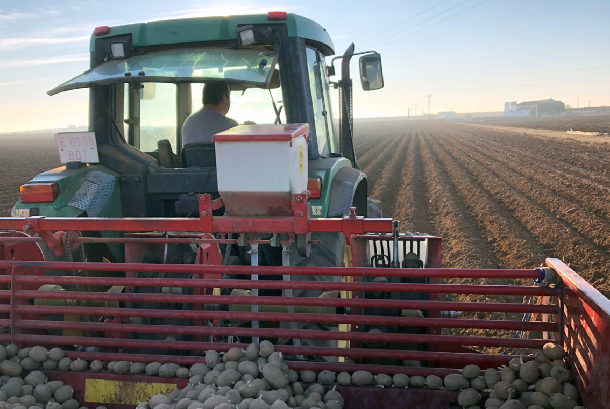 LA SIEMBRA DE LA PATATA: UNA ESTAMPA HABITUAL EN ESTAS FECHAS