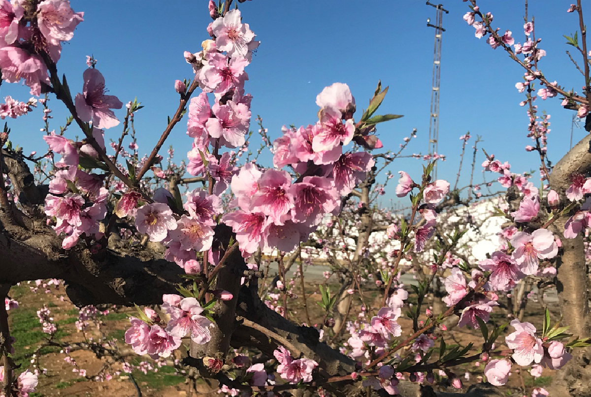 EL MELOCOTÓN EN FLOR, QUIZÁS LA IMAGEN MÁS BELLA DE FEBRERO EN EL VALLE