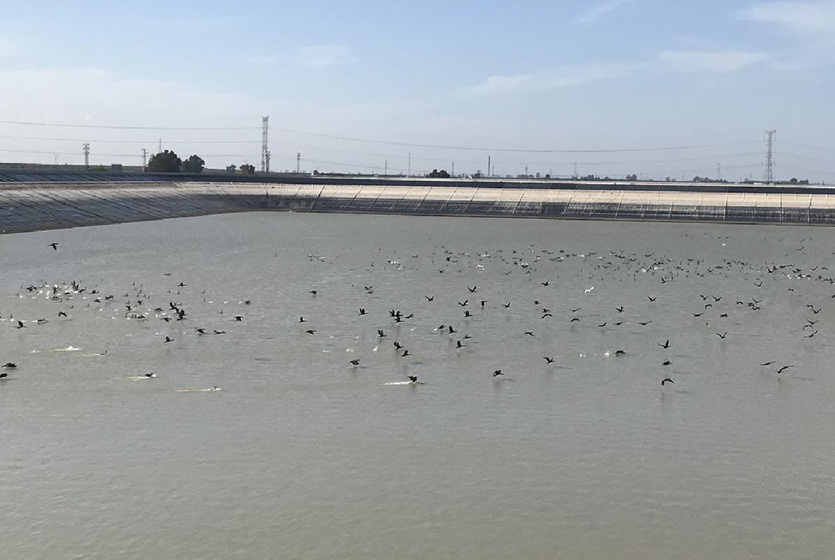 UN AÑO MÁS, NUESTRAS BALSAS, PARADA OBLIGADA EN LAS RUTAS MIGRATORIAS DE AVES