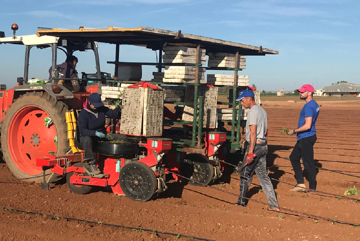 COMIENZA LA PLANTACIÓN DE TOMATES EN NUESTRA COMUNIDAD