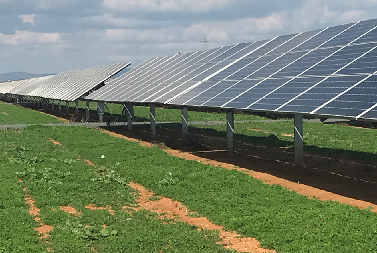 LA CUBIERTA VEGETAL BAJO LA PLANTA SOLAR COBRA CUERPO