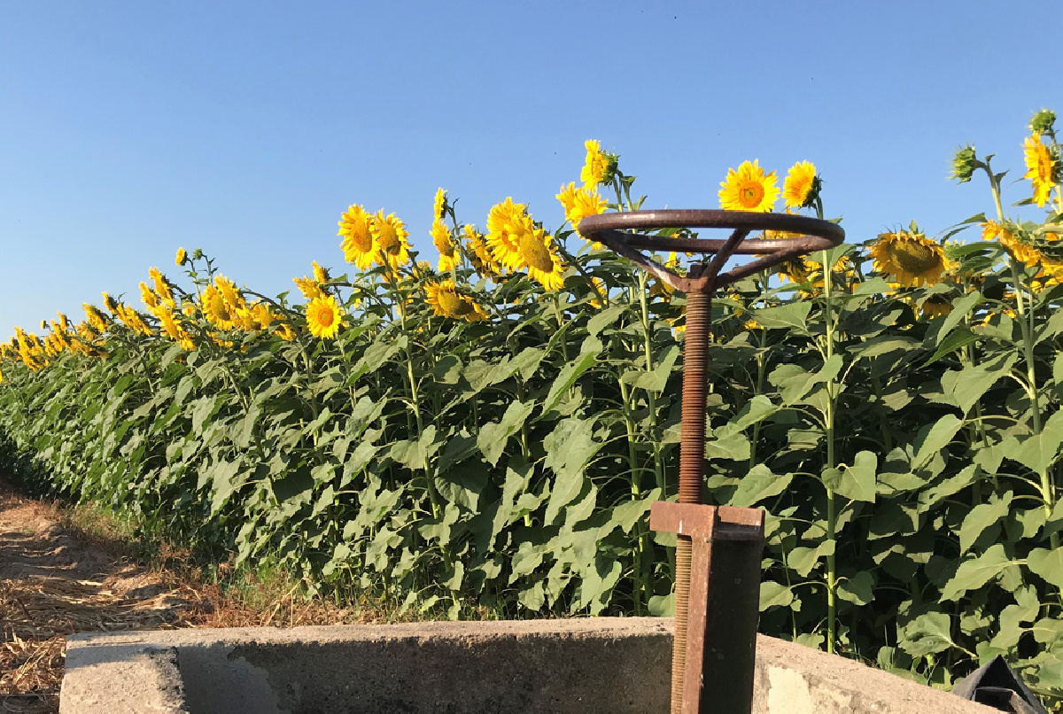 CÓMO CAMBIÓ EL MAPA DE CULTIVOS EN LAS CAMPAÑAS MÁS DEFICITARIAS DE ESTE SIGLO