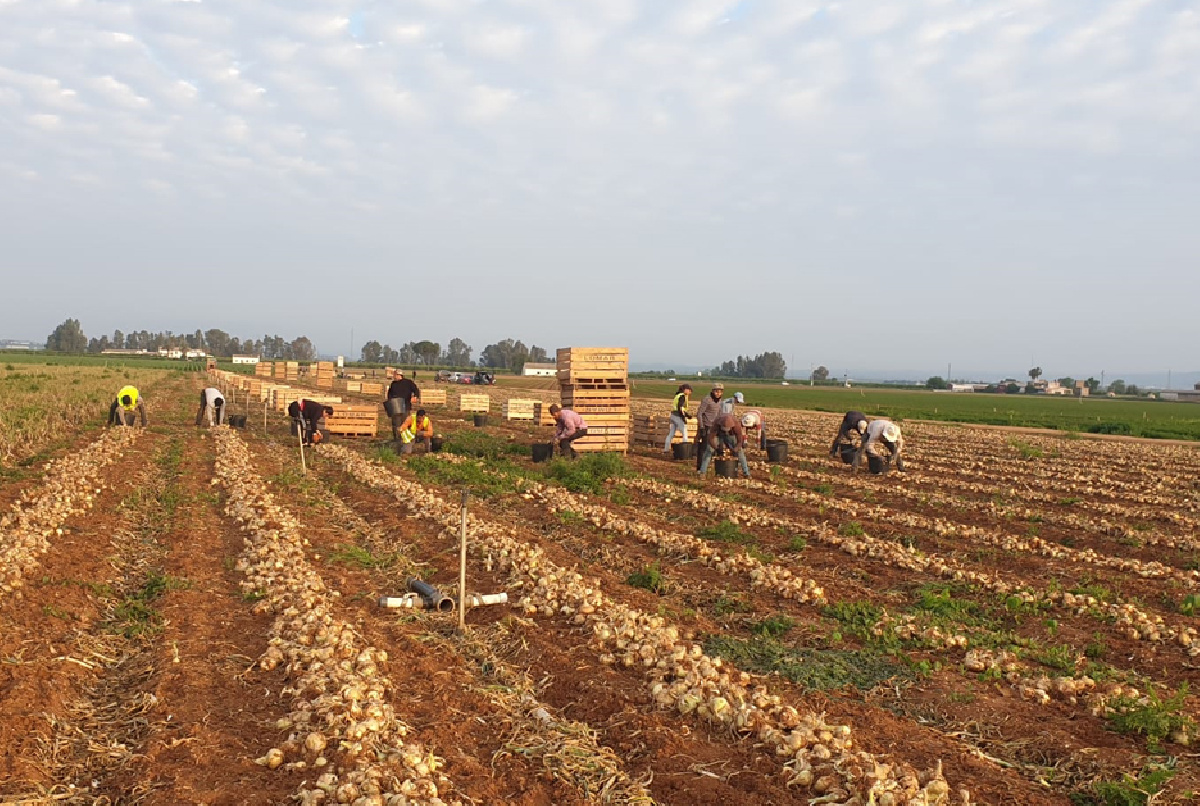 ZANAHORIAS, CEBOLLAS, MELOCOTONES, NARANJAS Y PATATAS, LOS CULTIVOS QUE YA ESTÁN RECOLECTÁNDOSE