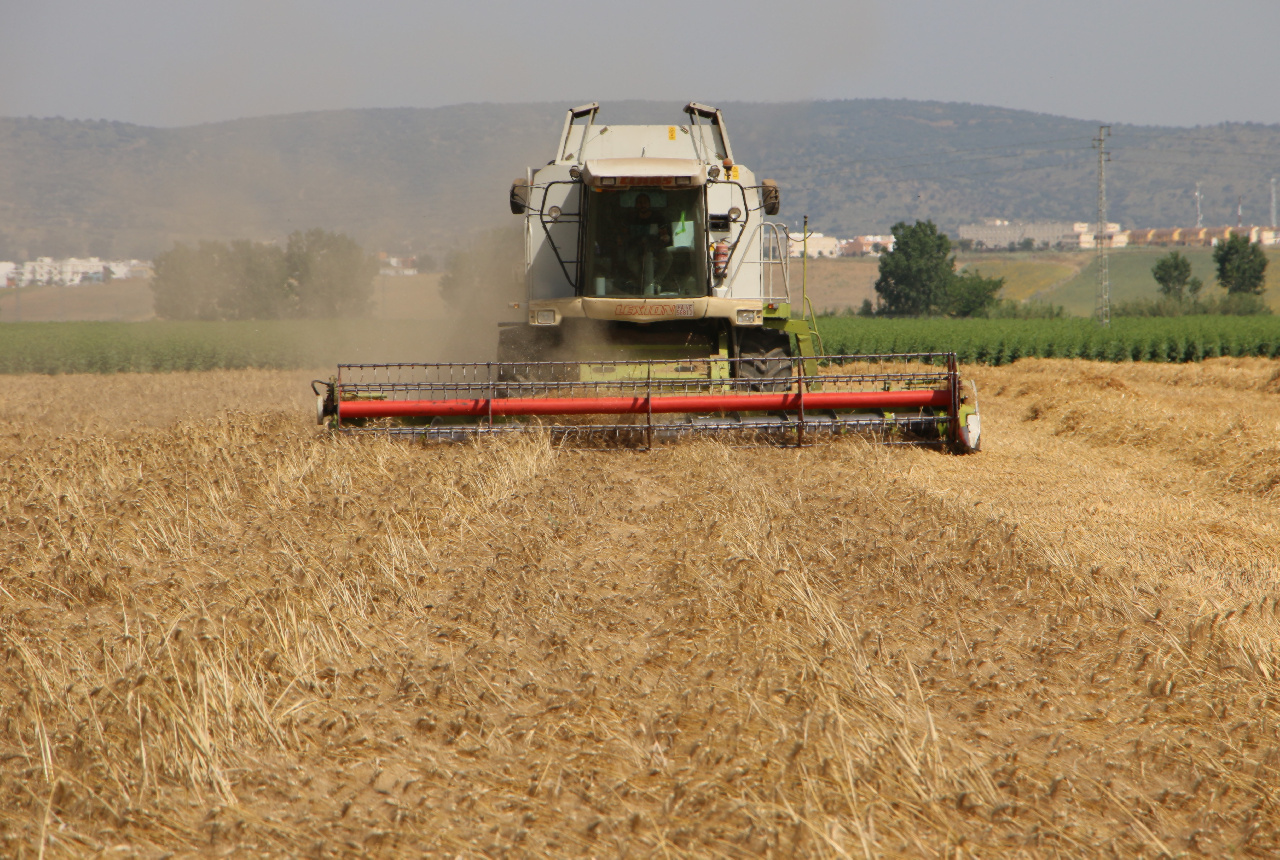 SE INICIA LA RECOGIDA DEL TRIGO