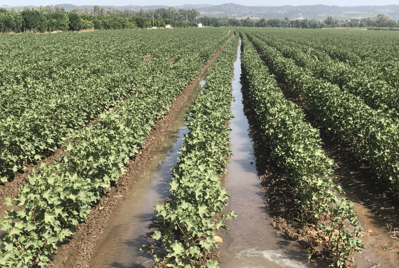 EL PRIMER RIEGO DEL ALGODÓN PROVOCA EL SEGUNDO REPUNTE EN EL CONSUMO HÍDRICO DE LA CAMPAÑA
