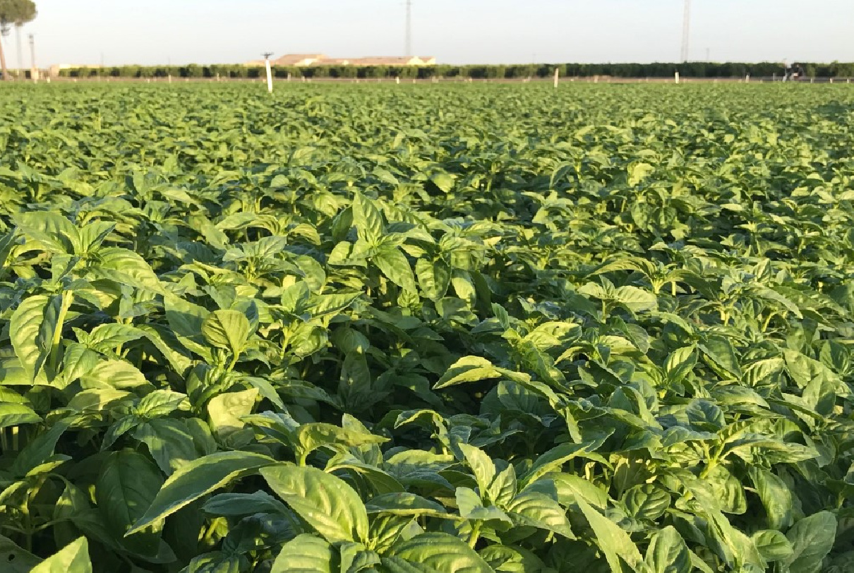 UNA ESTAMPA INÉDITA: RECOLECCIÓN DE ALBAHACA