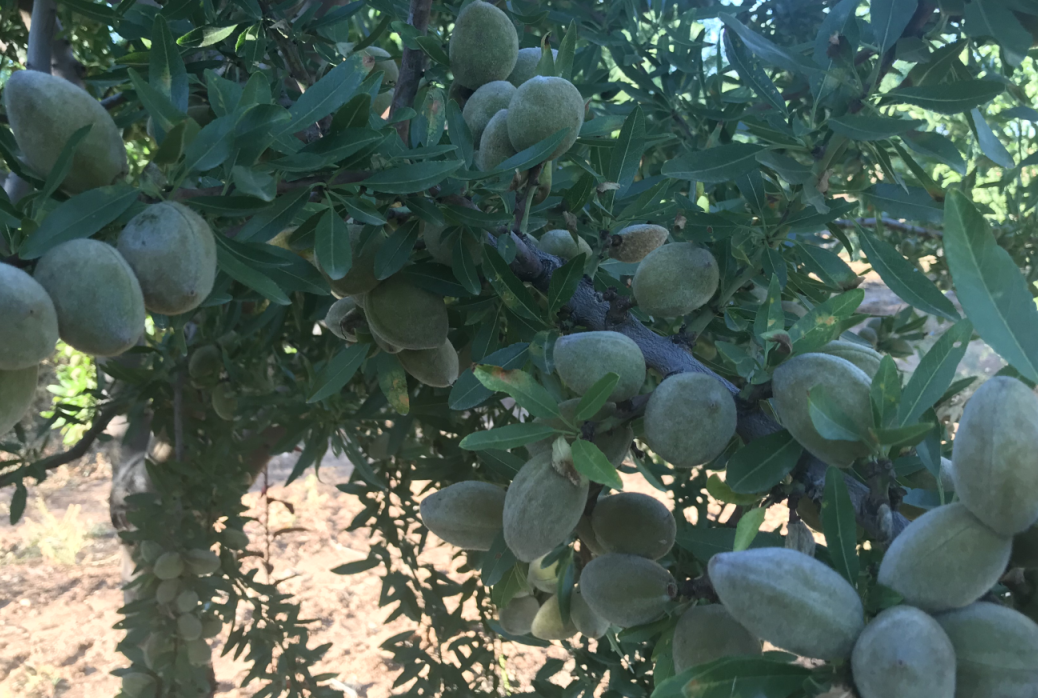 LA CALIFORNIA EUROPEA DEL ALMENDRO