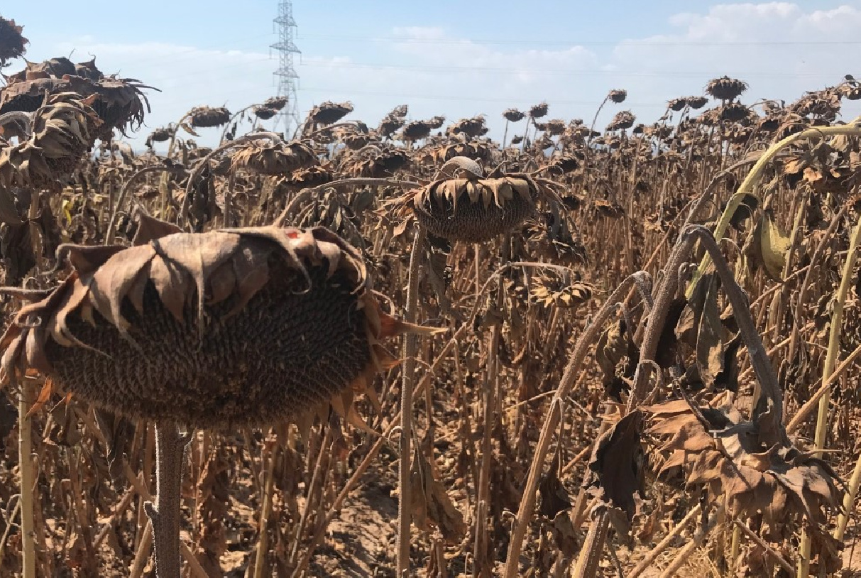 COMIENZA LA RECOGIDA DEL GIRASOL, EL SEGUNDO CULTIVO QUE MÁS HA CRECIDO ESTA CAMPAÑA