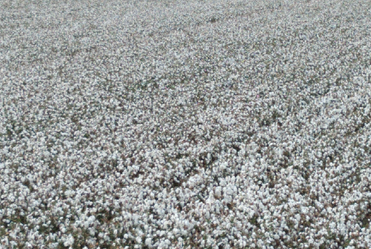 LLEGAMOS A FINALES DE AGOSTO REGANDO EL ALGODÓN