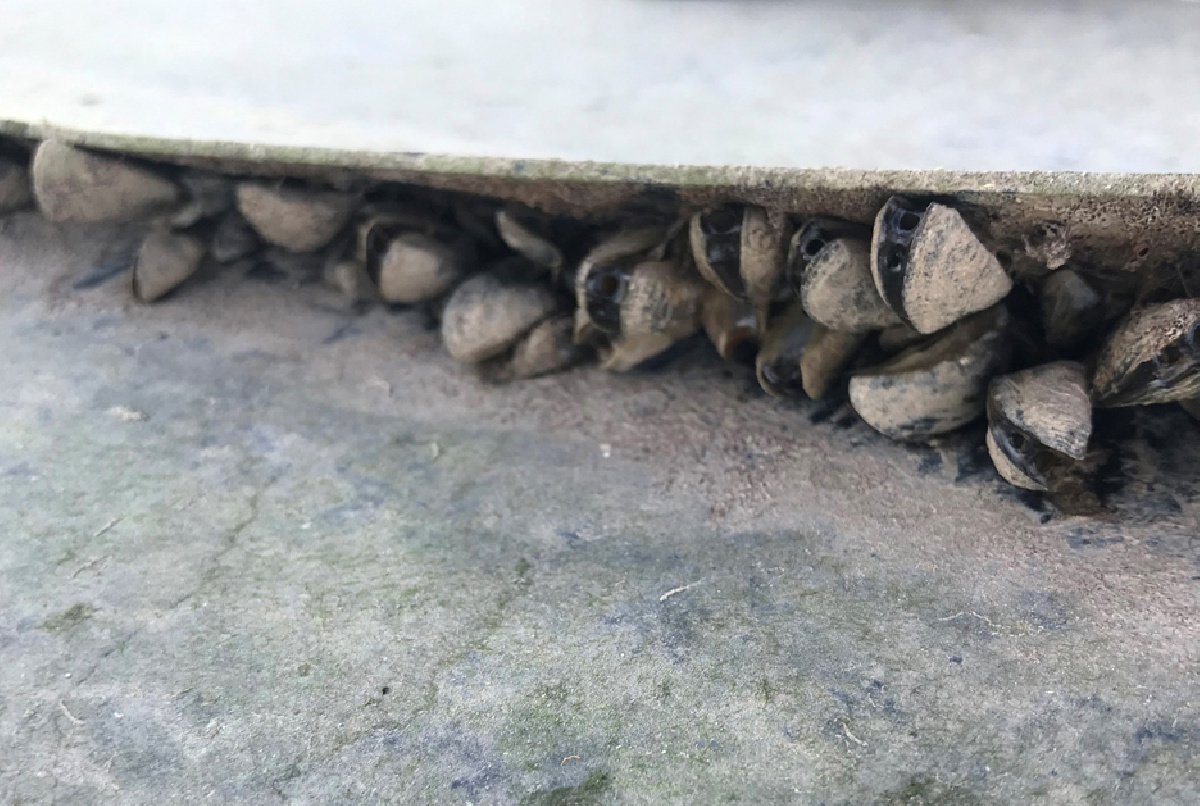 EL MEJILLÓN CEBRA SUCUMBE A LA DESECACIÓN