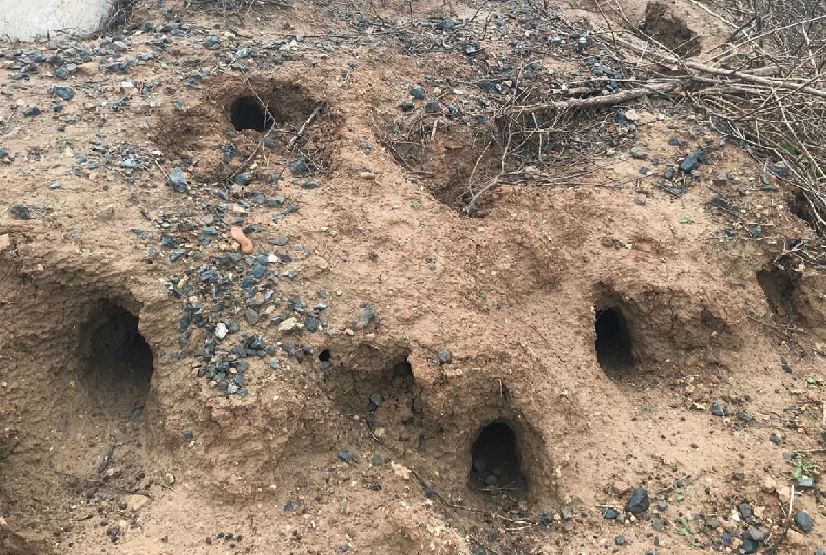 SE DETECTA UNA SOBREPOBLACIÓN DE CONEJOS EN LOS TALUDES DE LA BALSA VII