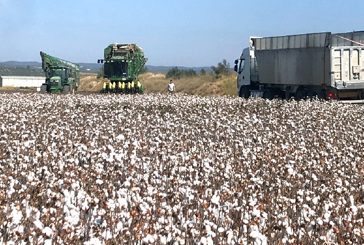 COMIENZA, AHORA SÍ, LA RECOLECCIÓN DEL ALGODÓN