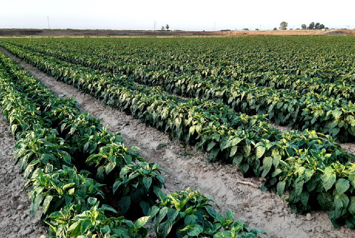 ¿POR QUÉ EN EL VALLE 