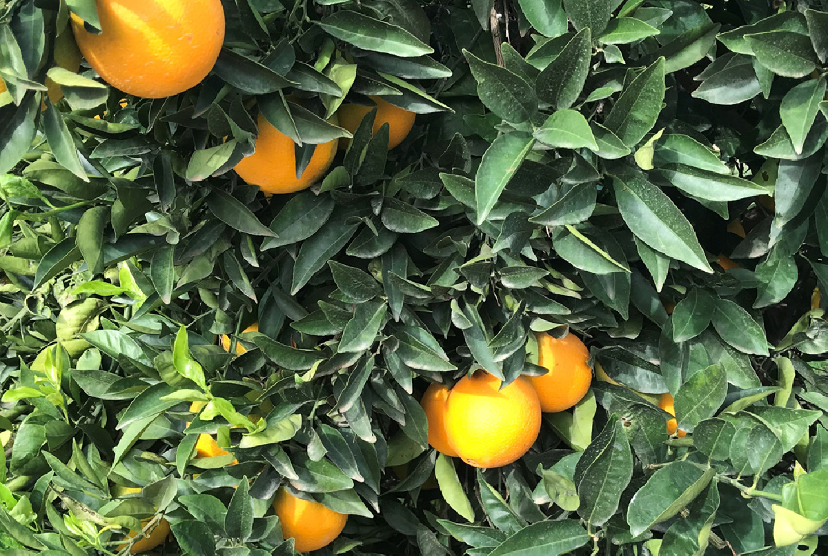 COMIENZA LA RECOLECCIÓN DE LOS CÍTRICOS, EMBLEMA INDISCUTIBLE DE NUESTRA COMUNIDAD
