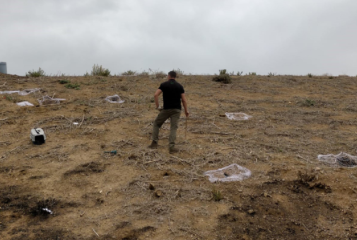 ACTUACIÓN CON HURONES PARA REDUCIR LA POBLACIÓN DE CONEJOS EN LOS TALUDES DE LA BALSA DEL SECTOR VII