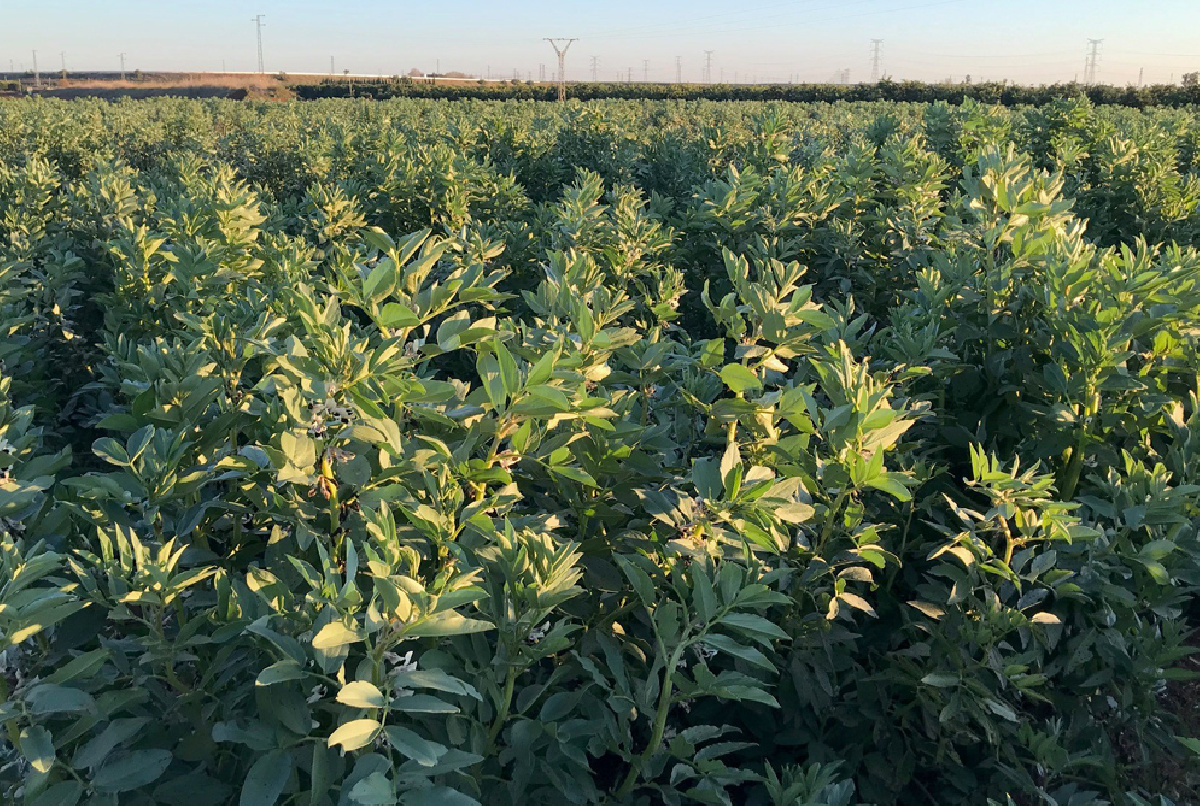 CEREALES, ZANAHORIAS, CEBOLLAS, LECHUGAS... LOS CULTIVOS DE INVIERNO QUE PUEDEN VERSE EN ESTA ÉPOCA EN NUESTRA ZONA REGABLE