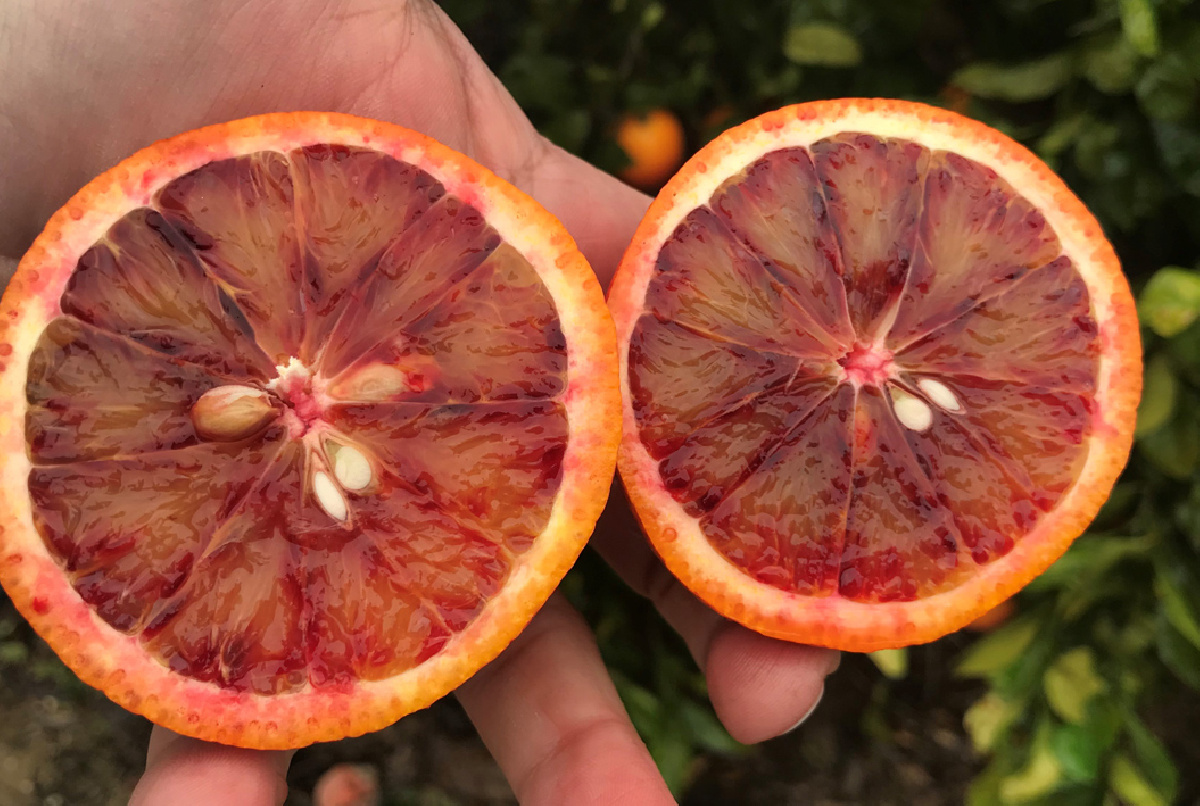 NARANJAS DE SANGRE: UN CÍTRICO SINGULAR MUY APRECIADO PARA ZUMOS Y EN REPOSTERÍA