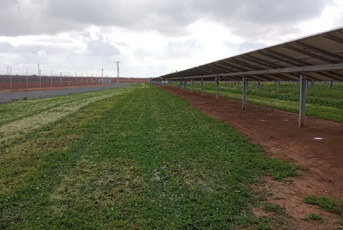 REALIZADA LA PRIMERA SIEGA DE ESTA CAMPAÑA A LA CUBIERTA VEGETAL