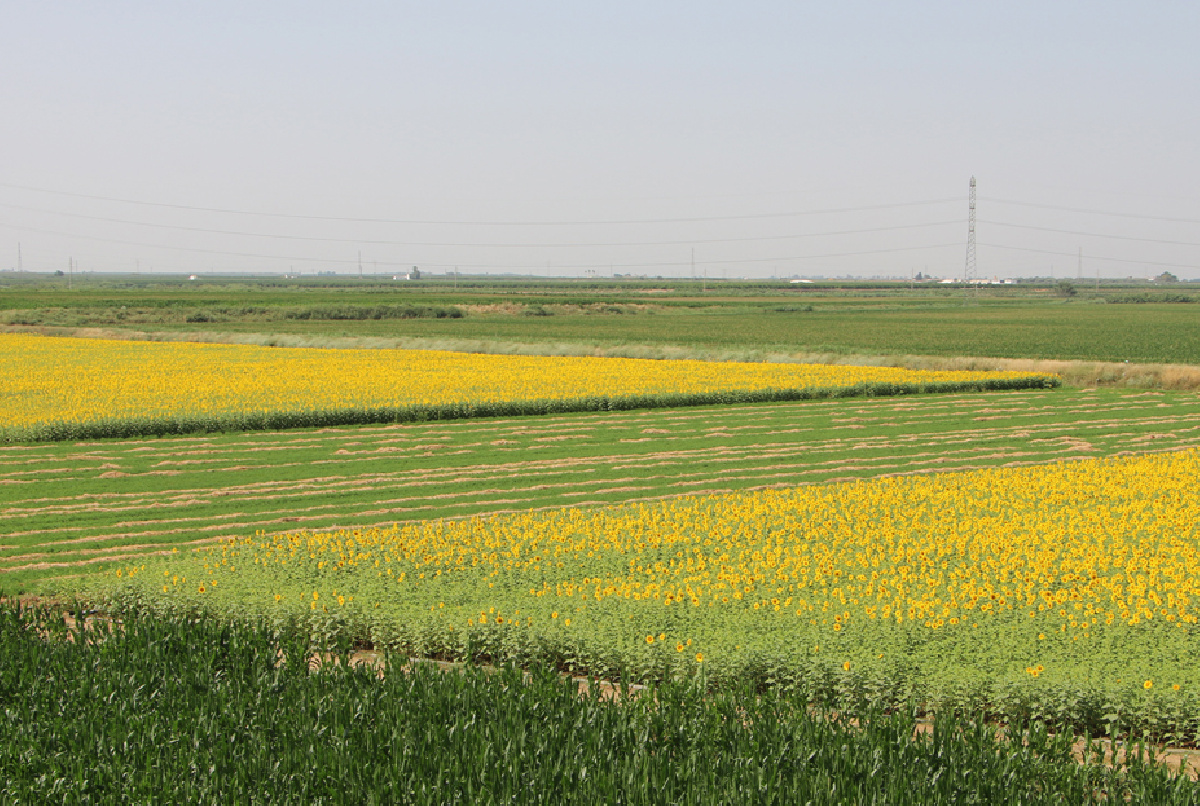 COMIENZA LA PLANTACIÓN DEL TOMATE Y LA SIEMBRA DEL GIRASOL, DOS CULTIVOS QUE SON TERMÓMETROS INVERSOS DE LA DISPONIBILIDAD DE AGUA