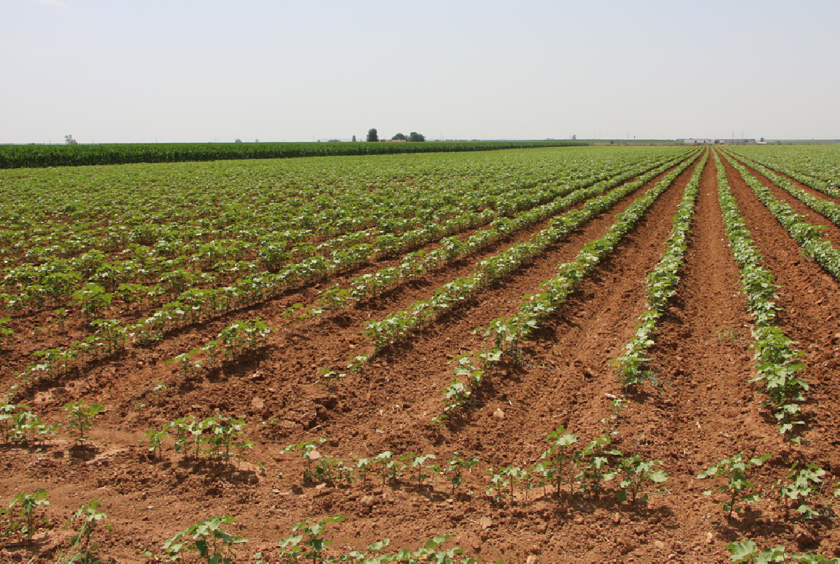 ARRANCA LA RECOGIDA DE DATOS EN EL CAMPO PARA COMPLETAR EL INVENTARIO DE CULTIVOS