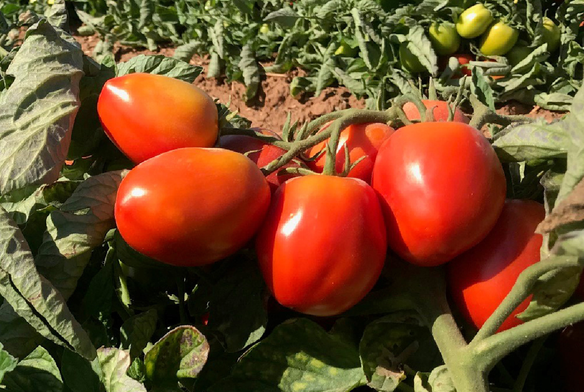 EL TOMATE, UN GRAN EMBAJADOR DEL VALLE