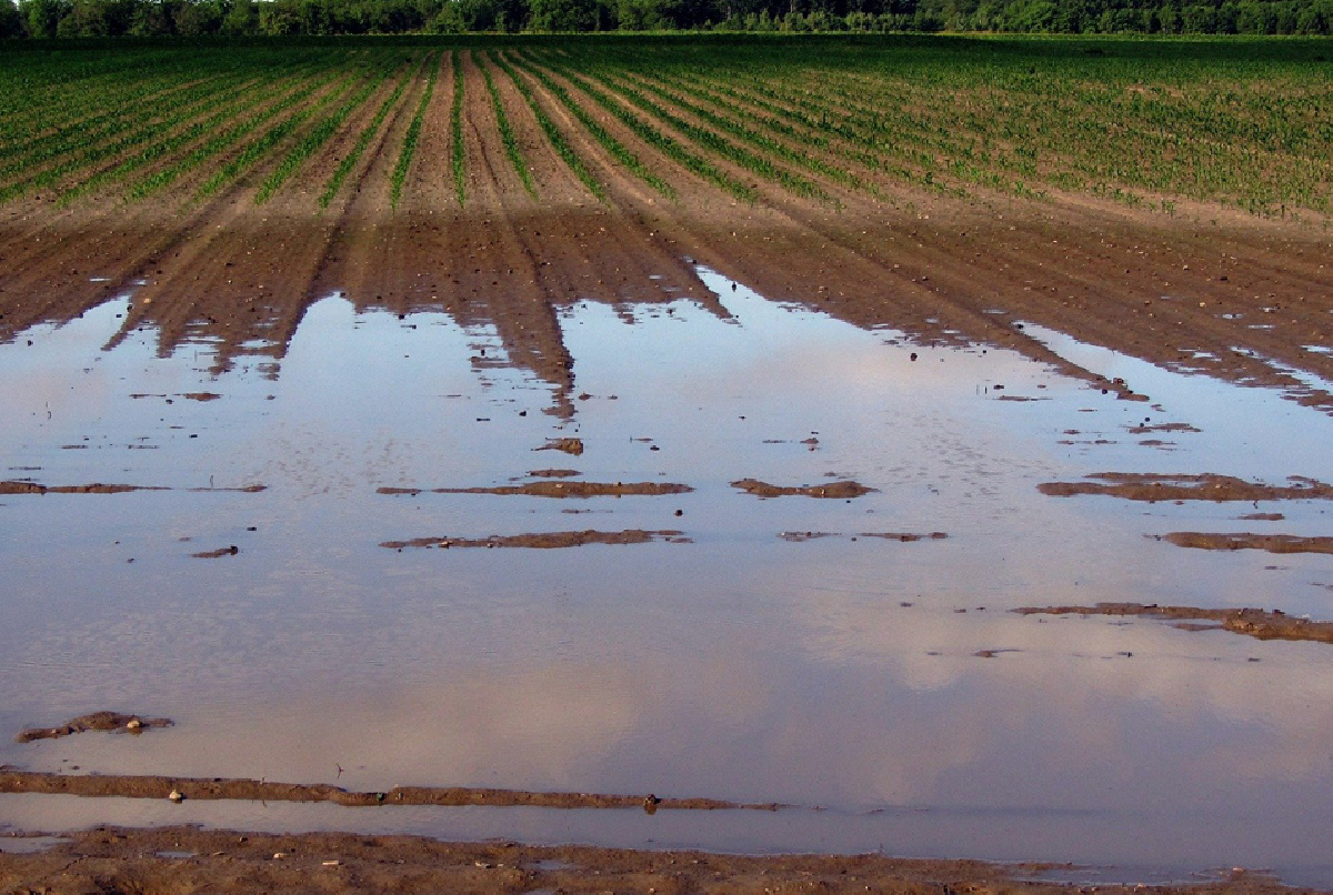GUÍA DEL MITECO PARA MEJORAR LA AUTOPROTECCIÓN DE LAS EXPLOTACIONES AGRÍCOLAS FRENTE AL RIESGO DE INUNDACIONES