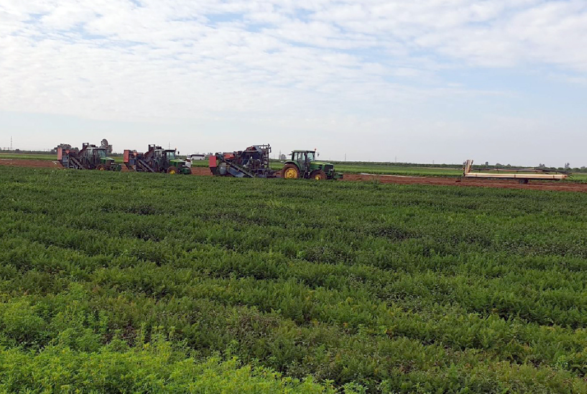 COMIENZA LA RECOGIDA DE ZANAHORIA