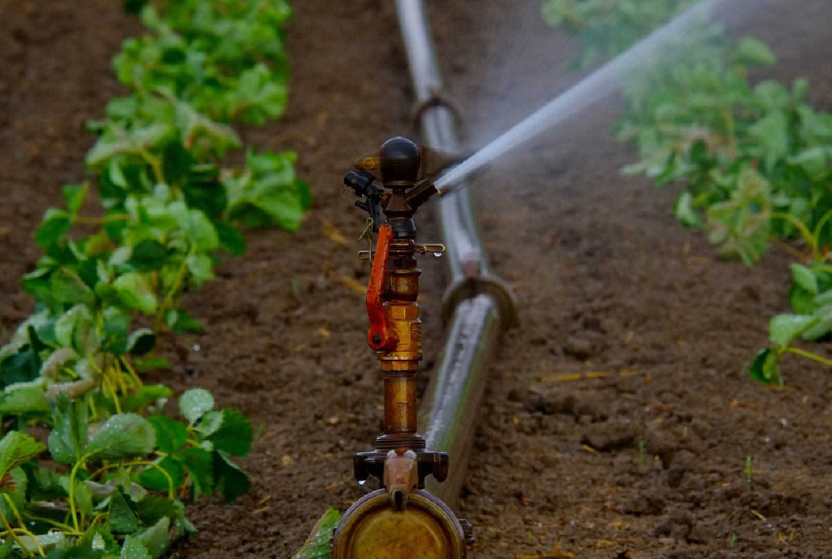 LA CHG FIJA UNA DOTACIÓN DE 2.800 M3/HA PARA LA CAMPAÑA DE RIEGO DE ESTE AÑO