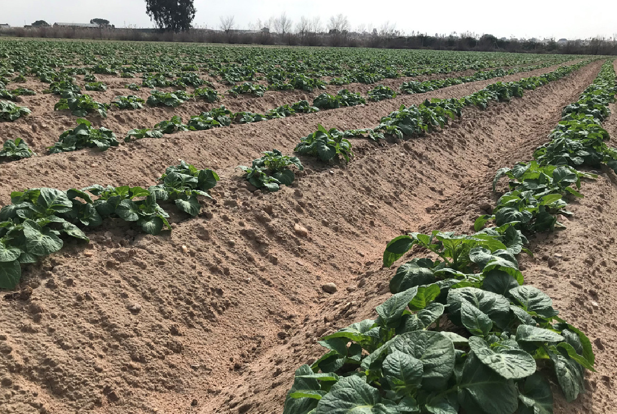 LA SITUACIÓN HIDROLÓGICA VUELVE A CONDICIONAR UNA PLANIFICACIÓN PRUDENTE Y ORIENTADA A CULTIVOS POCO DEMANDANTES DE AGUA
