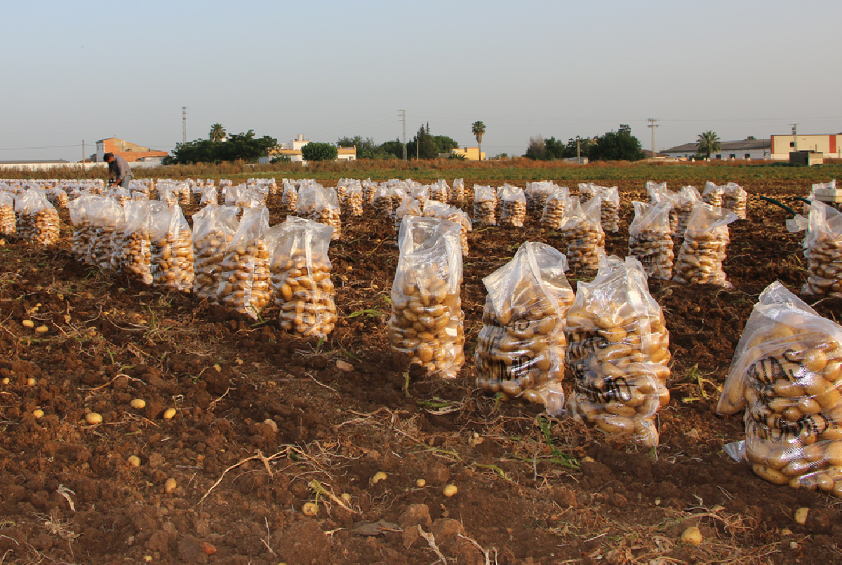 FINALIZA LA CAMPAÑA DE LA PATATA CON UNA PRODUCCIÓN ALREDEDOR DE LOS 40.000 KILOS POR HECTÁREA