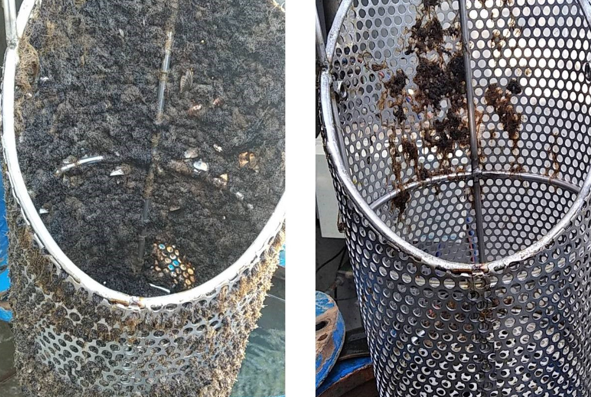 TAPONAZOS PUNTUALES PARA ATAJAR PROBLEMAS OCASIONADOS POR LOS BRIOZOOS