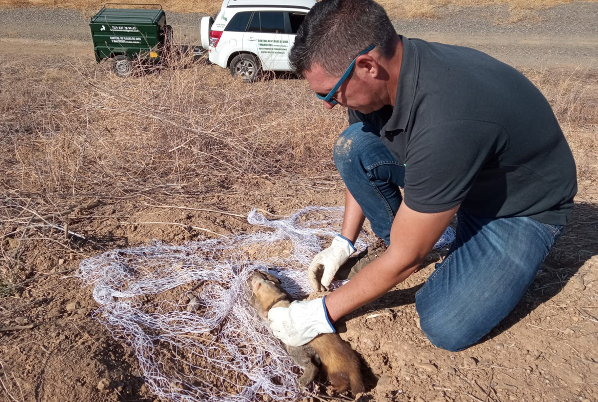 NUEVA INTERVENCIÓN CON HURONES PARA REDUCIR LA POBLACIÓN DE CONEJOS EN LOS TALUDES DE LA BALSA DEL SECTOR VII