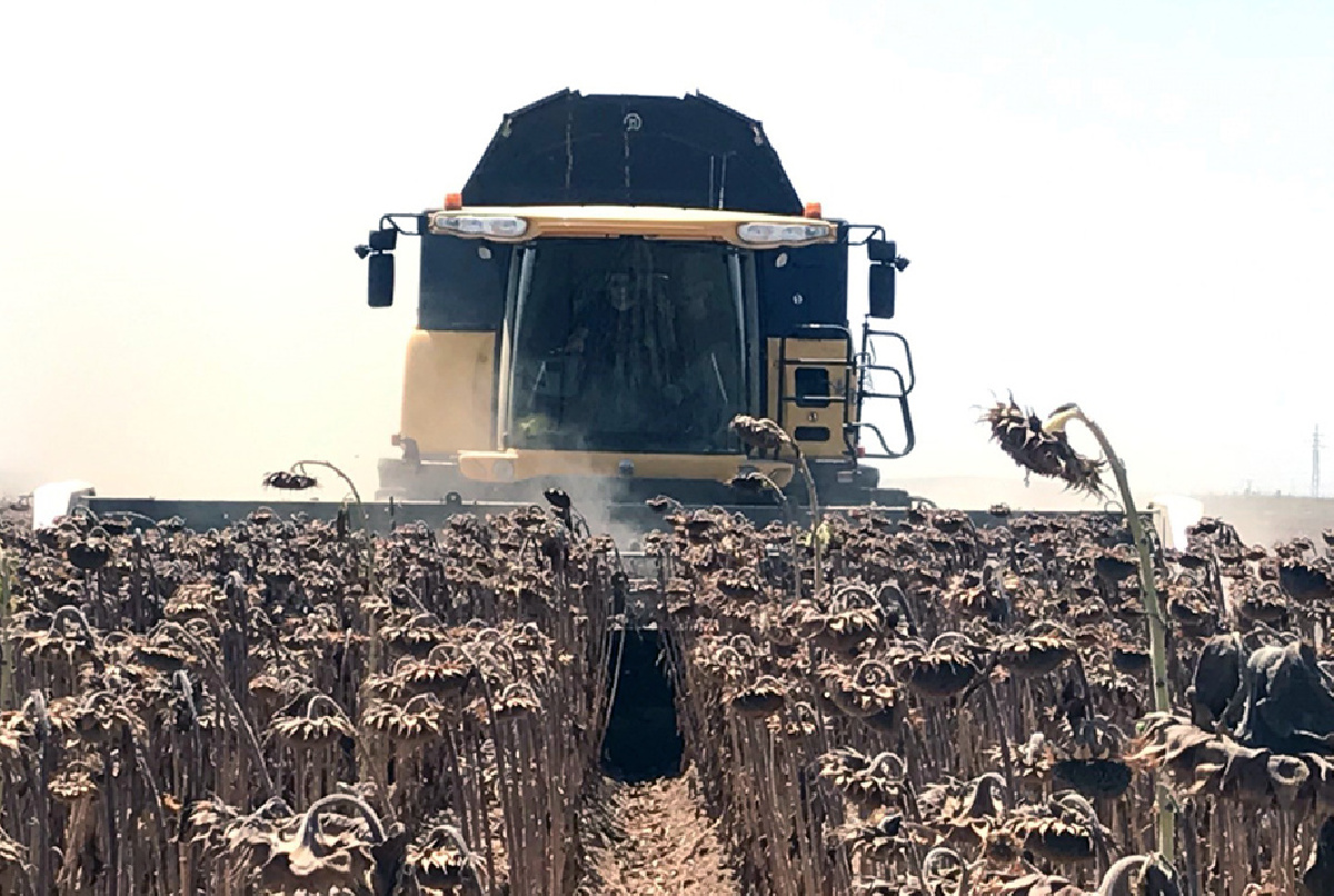 RECOGIDA DE TOMATE Y GIRASOL