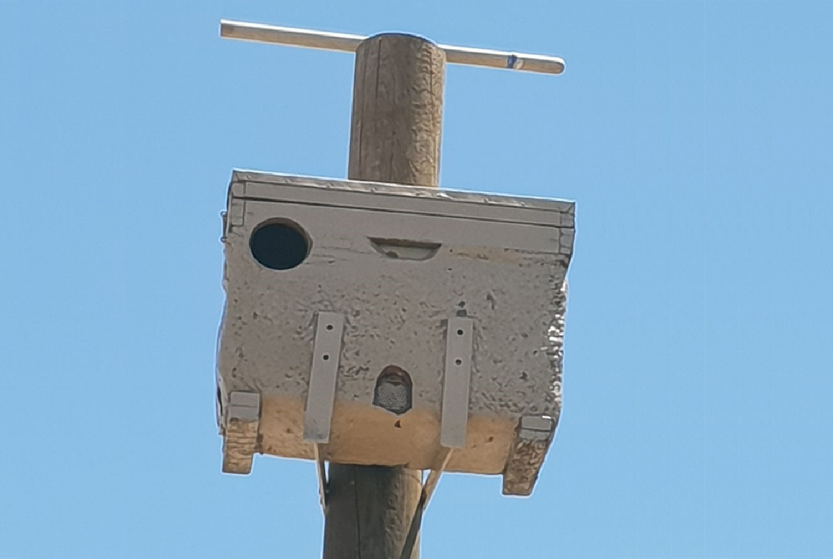 INSTALADAS CAJAS NIDOS EN VARIAS BALSAS PARA FAVORECER LA PRESENCIA DE AVES RAPACES