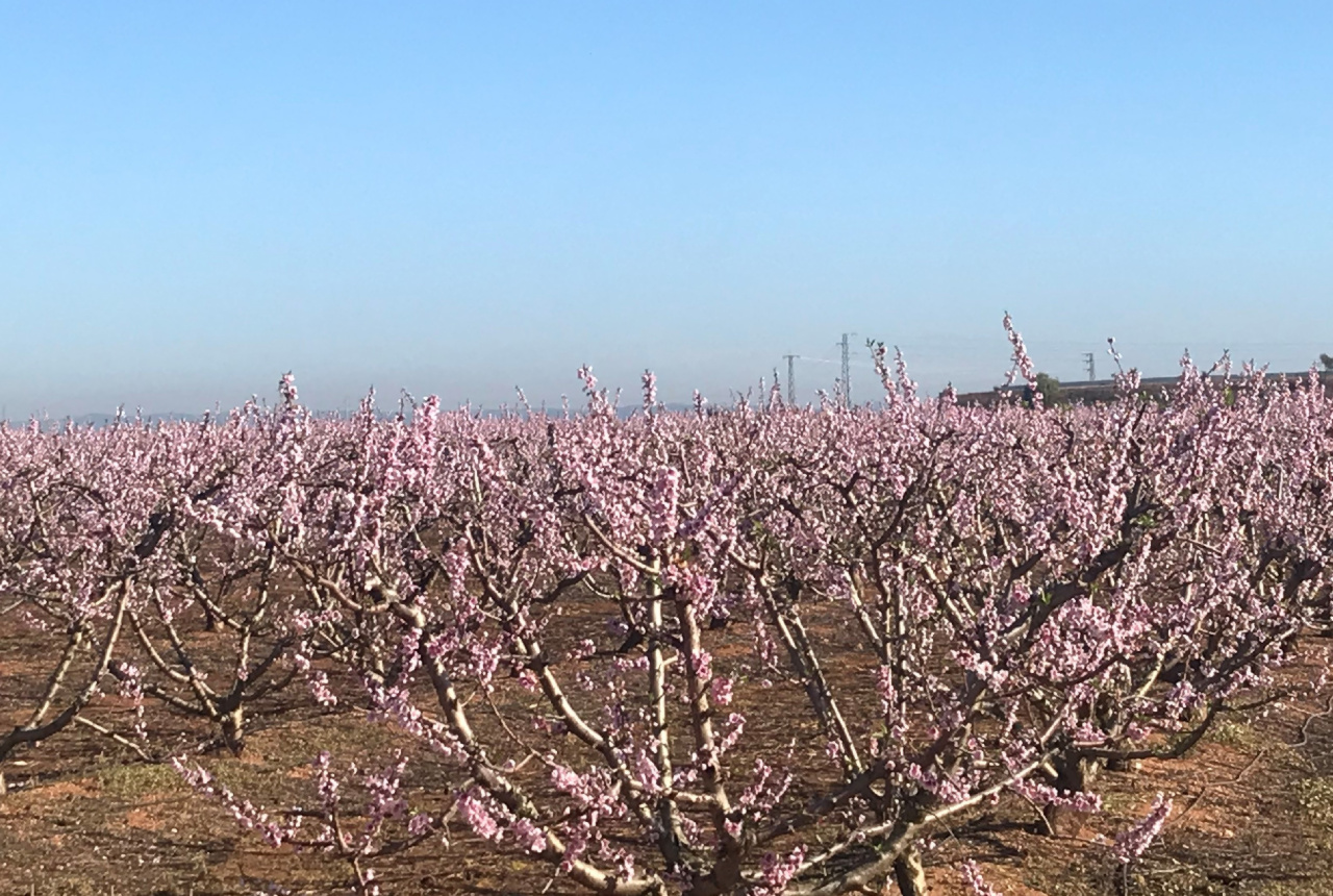ACUERDO CON LA UNIVERSIDAD DE SEVILLA PARA INVESTIGAR CÓMO OPTIMIZAR EL RIEGO DE NUESTRA ARBOLEDA EN AÑOS DE SEQUÍA