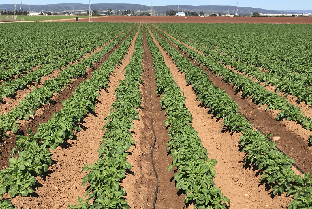 Sin agua para prolongar los riegos