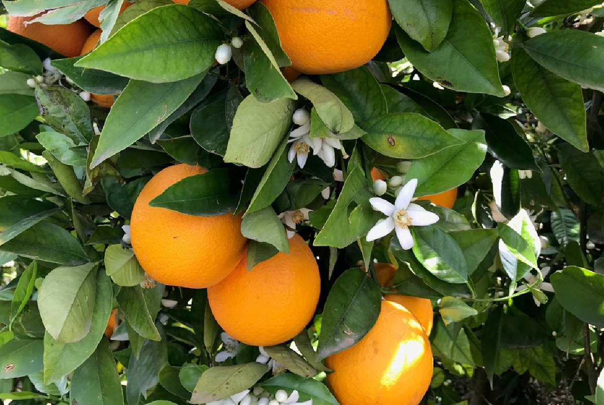 Arranca la campaña de cítricos, con buenas expectativas en precio, pero insuficientes para compensar una caída de la producción del 25-30%