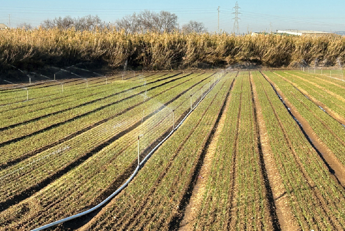 Termina la siembra de patata en El Valle y algunos frutales ya están en flor