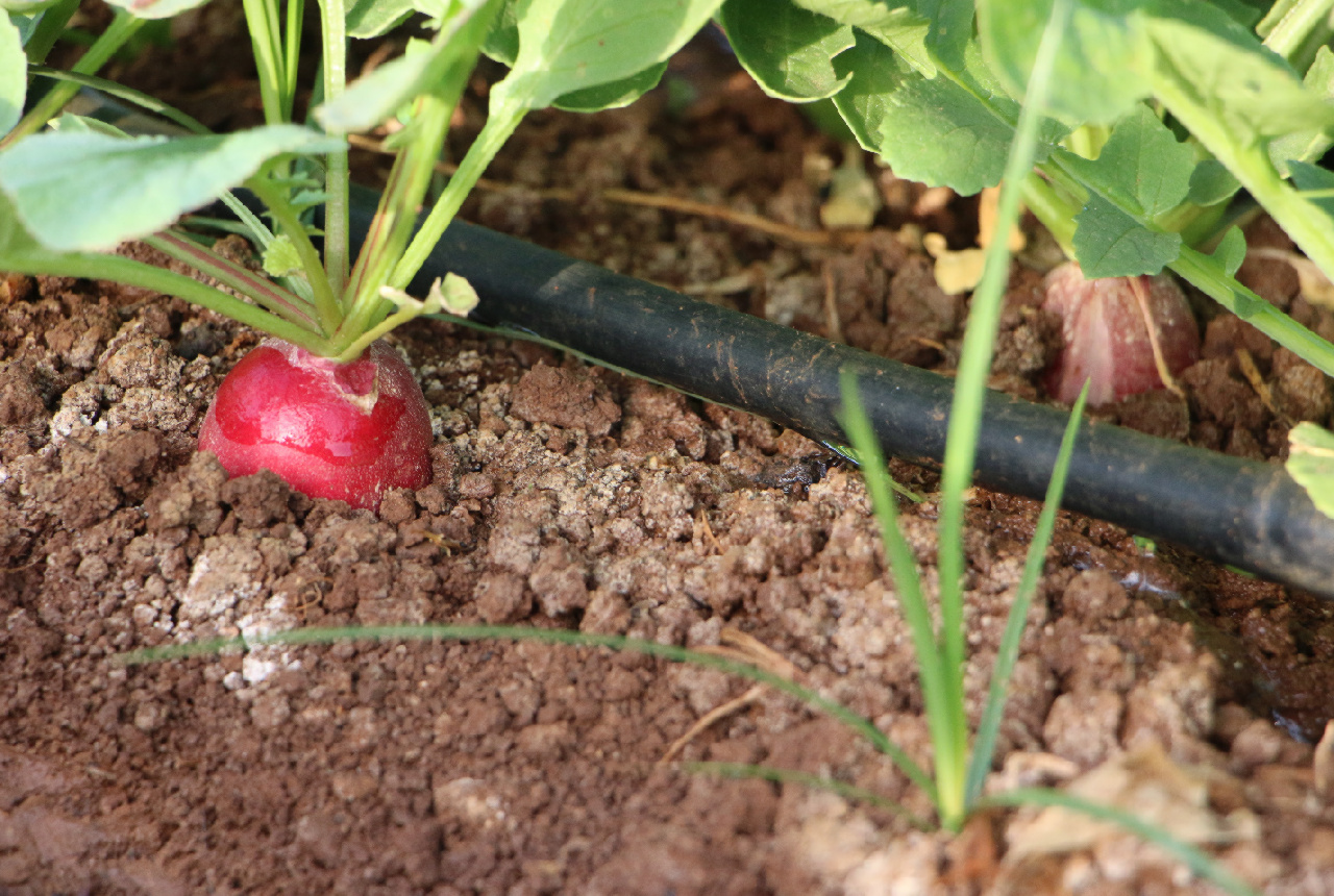 La Comunidad retoma el servicio de riego tras las lluvias y amplía su horario dos horas