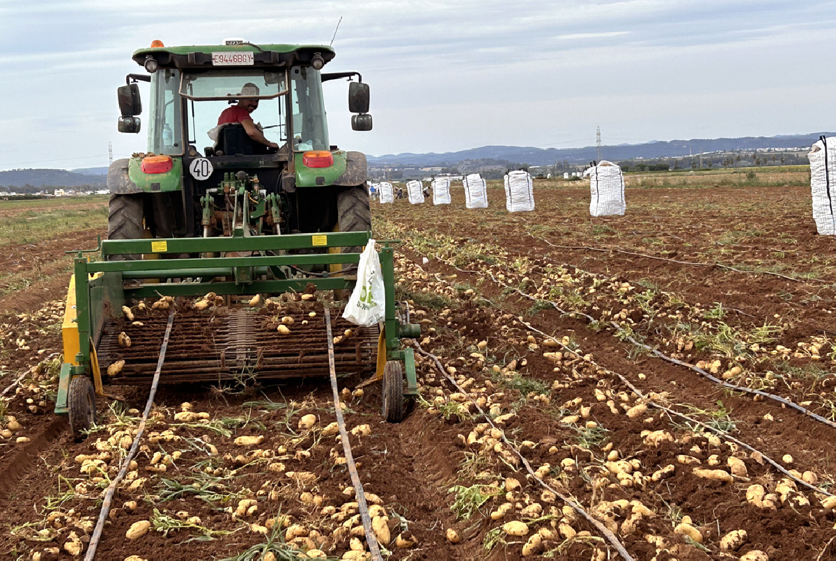 Culminan los trabajos de recolección de la patata tras una campaña difícil marcada por las heladas de marzo y las restricciones
