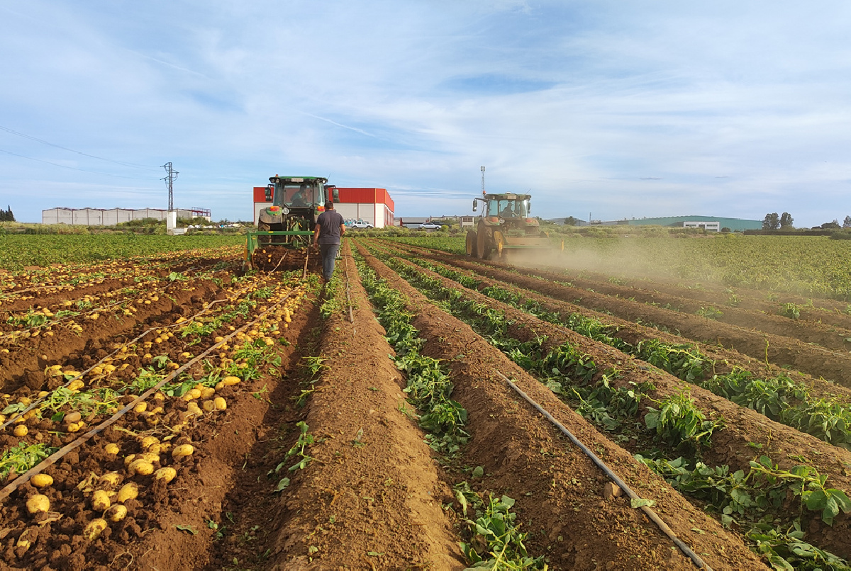 Acaba la recolección de la patata tras una campaña excelente en calidad y con buenos precios para el agricultor