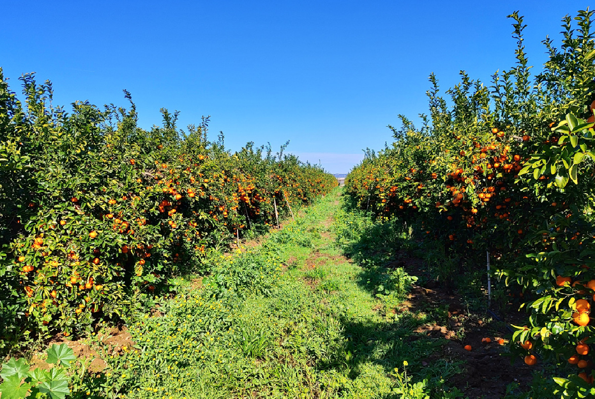 Distribución de cultivos (I): los cítricos refuerzan su liderazgo entre los cultivos permanentes, que representan el 58% de toda la Zona Regable