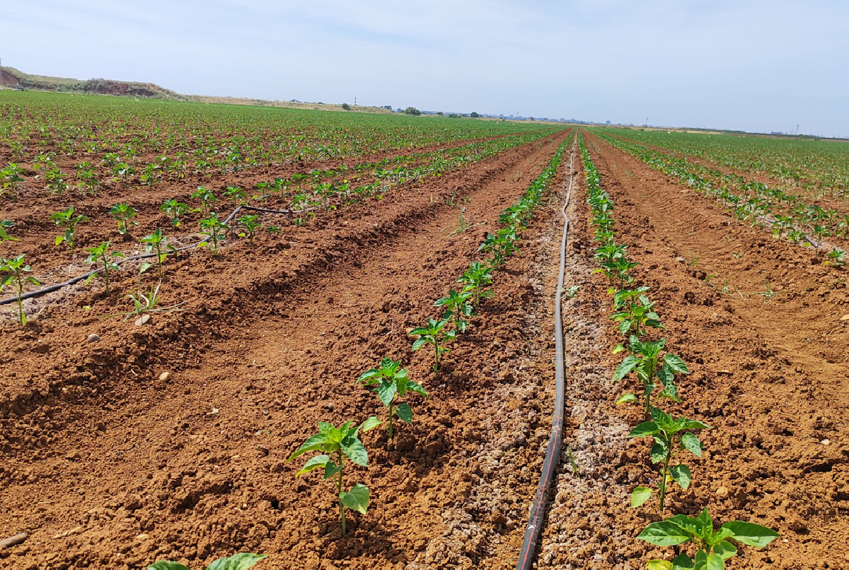 El riego por goteo representa ya más del 70% de la superficie regable, confirmando la decidida apuesta por la eficiencia hídrica de nuestra Comunidad