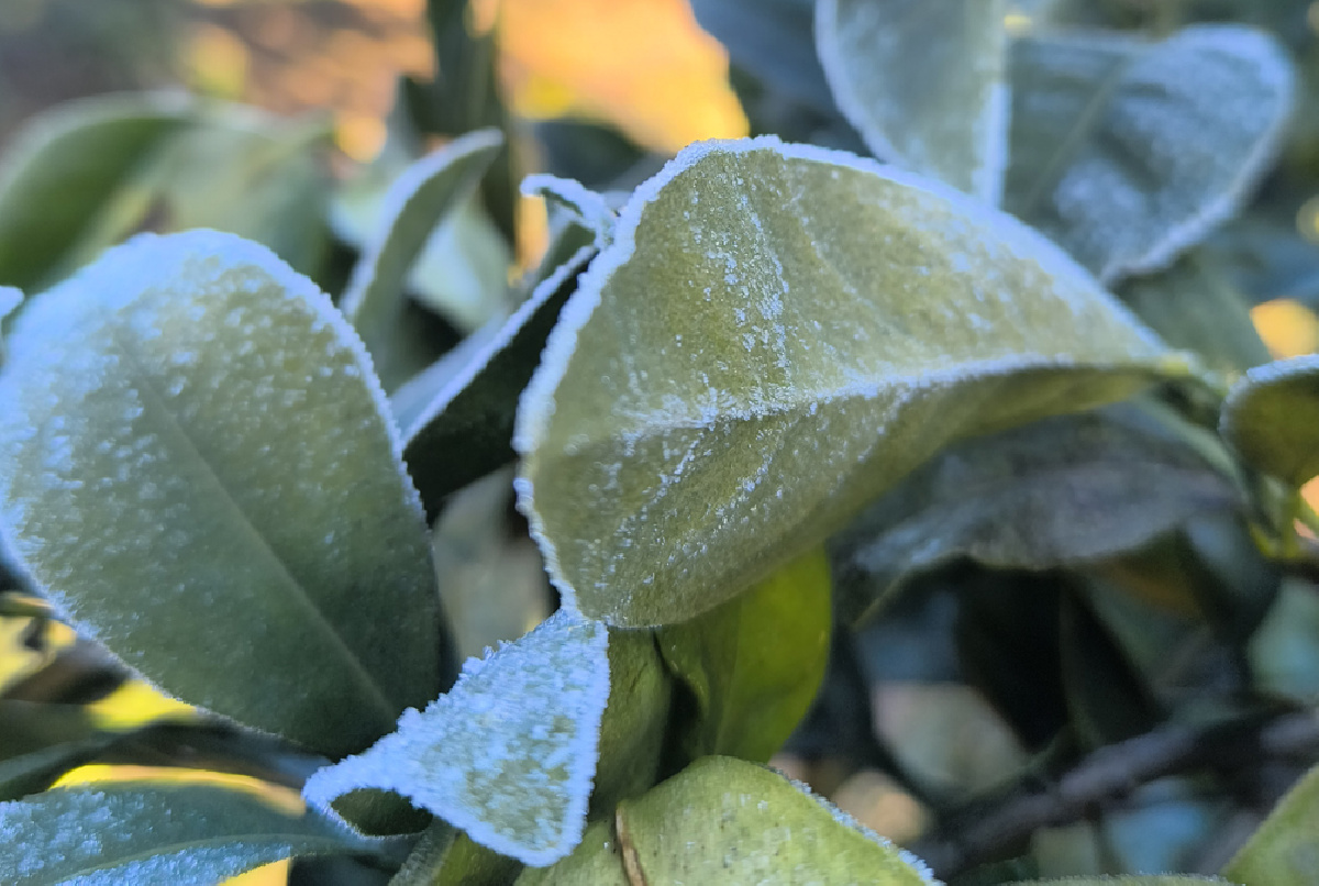 Riegos por riesgo de heladas