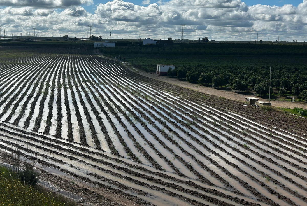 ¿No habíamos visto 