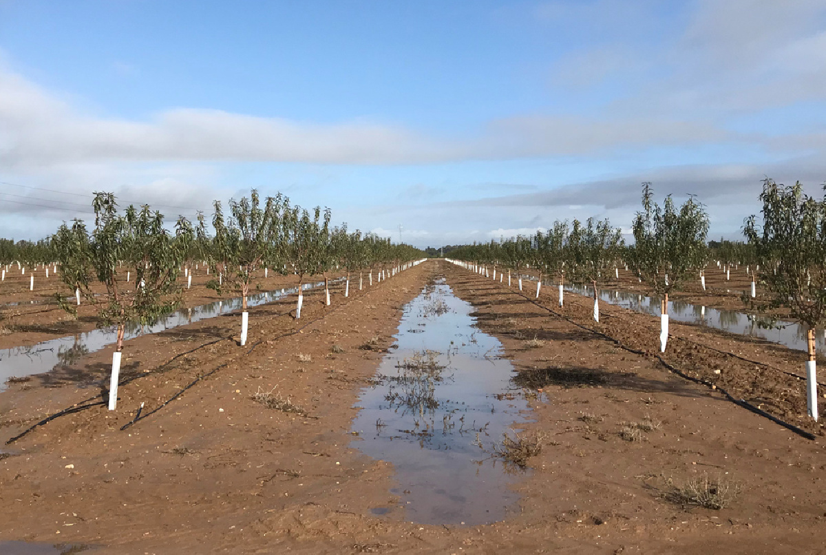 ¿Quieres saber cuánto está lloviendo en nuestra Zona Regable?