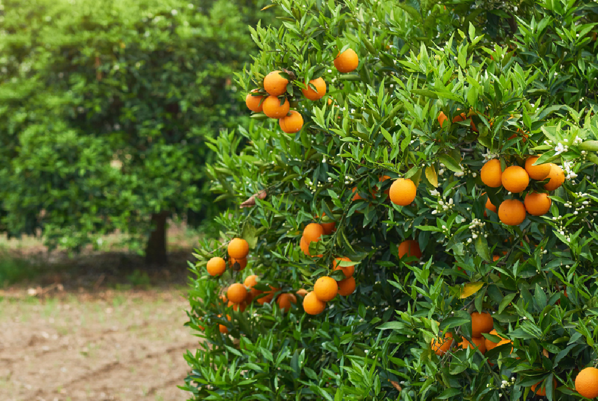 Estrenamos folleto corporativo: trabajando por una agricultura competitiva e innovadora