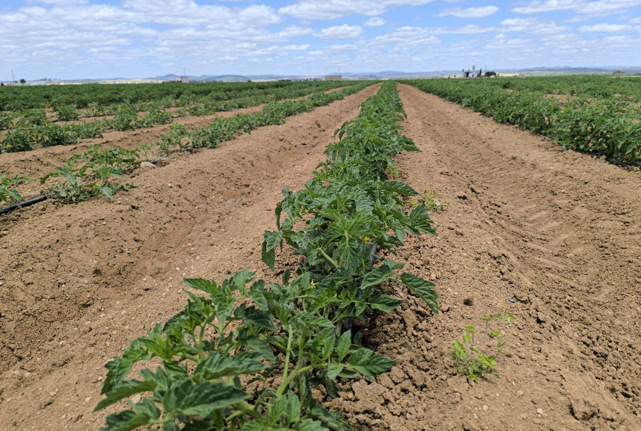 Comienza la nascencia del algodón y el girasol y el tomate, crece por días